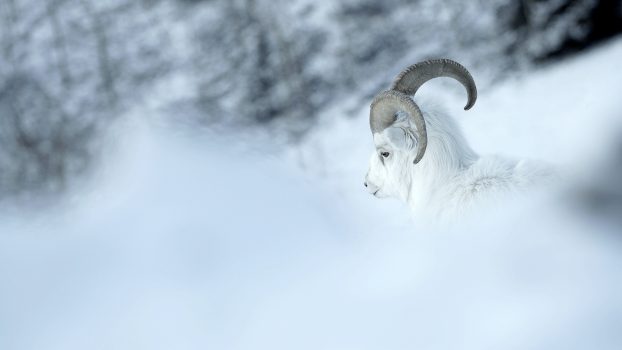 Yukon_Un_Rêve_Blanc_4